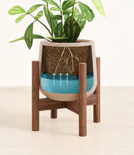 Load image into Gallery viewer, Eternal Gray stand:walnut
