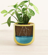 Load image into Gallery viewer, Key Lime Yellow
