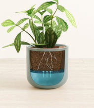 Load image into Gallery viewer, Reactive Aqua
