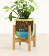 Load image into Gallery viewer, Key Lime Yellow stand:bamboo
