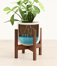 Load image into Gallery viewer, Cotton White stand:walnut
