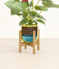 Load image into Gallery viewer, Key Lime Yellow stand:bamboo
