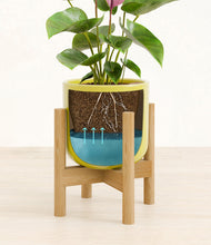 Load image into Gallery viewer, Key Lime Yellow stand:bamboo
