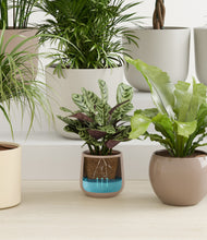 Load image into Gallery viewer, Sandy
