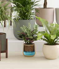 Load image into Gallery viewer, Woodland stand:five_stands
