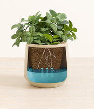 Load image into Gallery viewer, Almond Green
