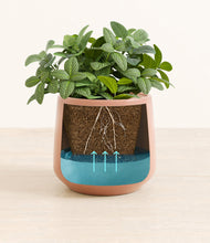 Load image into Gallery viewer, Calm Rose
