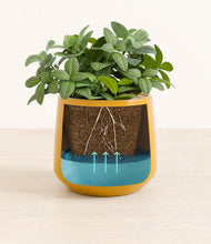 Load image into Gallery viewer, Mustard
