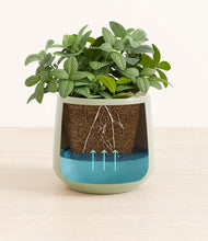 Load image into Gallery viewer, Mustard
