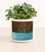 Load image into Gallery viewer, Cream
