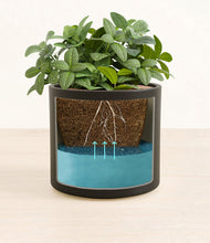 Load image into Gallery viewer, Black
