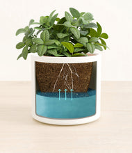 Load image into Gallery viewer, White
