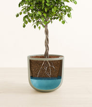 Load image into Gallery viewer, Sage Green
