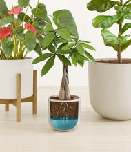 Load image into Gallery viewer, Cotton stand:one_stand
