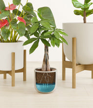 Load image into Gallery viewer, Cotton stand:two_stands
