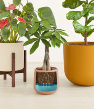 Load image into Gallery viewer, Evening Sky stand:one_stand
