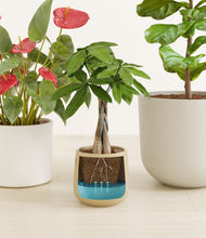 Load image into Gallery viewer, Misty Morning
