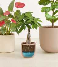 Load image into Gallery viewer, Peach Blossom
