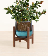 Load image into Gallery viewer, Deep Navy stand:walnut
