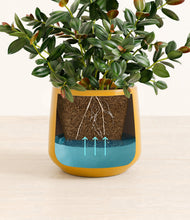 Load image into Gallery viewer, Mustard
