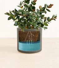 Load image into Gallery viewer, Dark Olive
