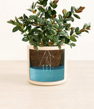 Load image into Gallery viewer, Cream
