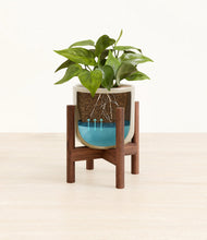 Load image into Gallery viewer, Sage Green stand:walnut
