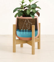 Load image into Gallery viewer, Calm Rose stand:bamboo
