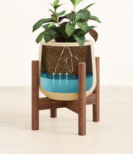 Load image into Gallery viewer, Almond Green stand:walnut
