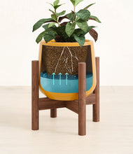 Load image into Gallery viewer, Mustard stand:walnut
