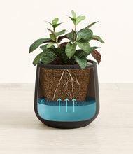 Load image into Gallery viewer, Black
