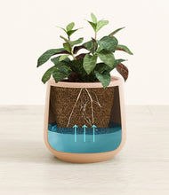 Load image into Gallery viewer, Gentle Pink
