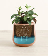 Load image into Gallery viewer, Calm Rose
