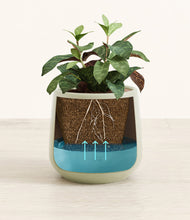 Load image into Gallery viewer, Turquoise
