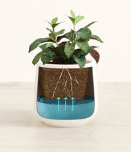 Load image into Gallery viewer, White
