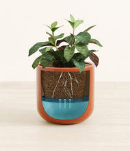 Load image into Gallery viewer, Glossy Red
