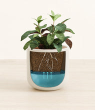 Load image into Gallery viewer, Cotton White
