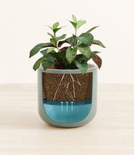 Load image into Gallery viewer, Reactive Aqua
