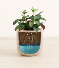 Load image into Gallery viewer, Sandy Pink
