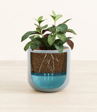 Load image into Gallery viewer, Misty Blue
