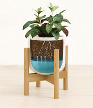 Load image into Gallery viewer, Cotton White stand:bamboo
