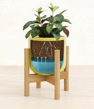 Load image into Gallery viewer, Key Lime Yellow stand:bamboo
