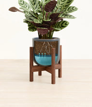 Load image into Gallery viewer, Iron Gray stand:walnut
