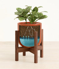 Load image into Gallery viewer, Glossy Red stand:walnut
