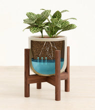 Load image into Gallery viewer, Sage Green stand:walnut
