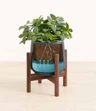 Load image into Gallery viewer, Deep Navy stand:walnut
