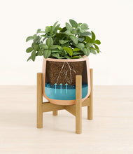 Load image into Gallery viewer, Gentle Pink stand:bamboo
