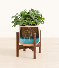 Load image into Gallery viewer, Gentle Pink stand:walnut
