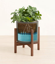 Load image into Gallery viewer, Dark Olive stand:walnut
