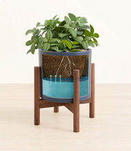 Load image into Gallery viewer, Deep Navy stand:walnut
